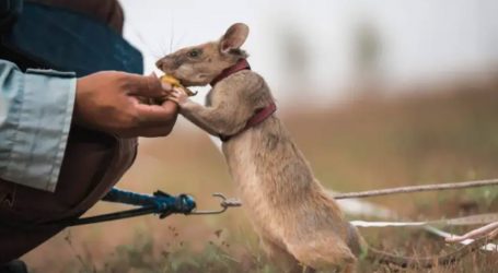 « Un héros est enterré » : le rat renifleur de mines au Cambodge est mort
