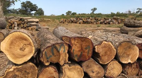 Trafic de bois : La forêt de Missirah en coupe réglée