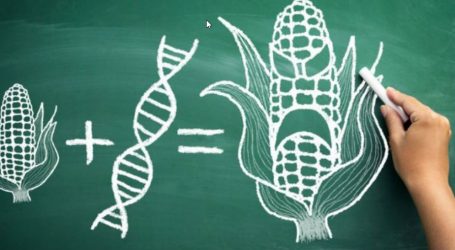 ORGANISMES GÉNÉTIQUEMENT MODIFIÉS-12 RAISONS POUR L’AFRIQUE DE REJETER LES OGM