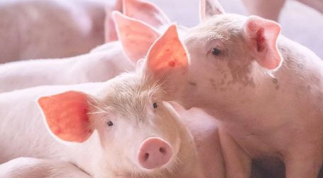 Les scientifiques célèbrent que le rein de porc continue de fonctionner dans le corps humain